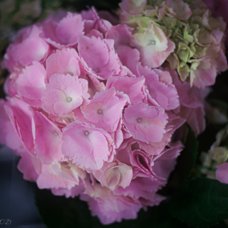 Pink Hortensia