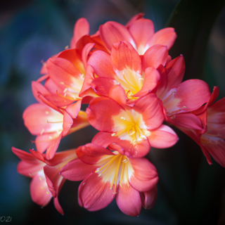 Clivia flower