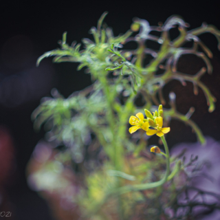 Mizuna Mustard flower