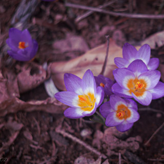 Siebers Crocus