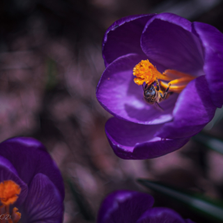 Purple crocus and bee
