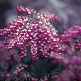 Interstella Lily of the Valley shrub