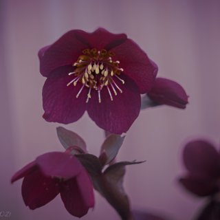 Ice N Roses Red Lenten Rose