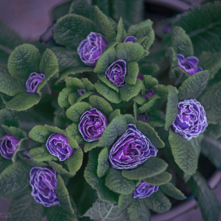 Belarina Amethyst ice double primrose