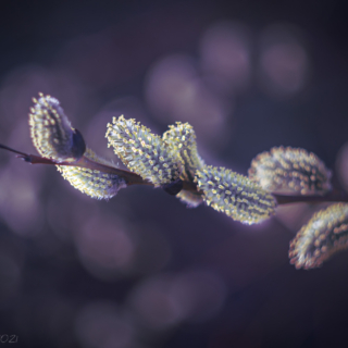 Catkins