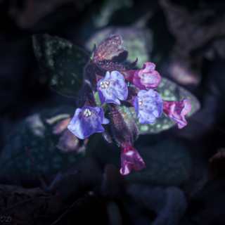 Pulmonaria