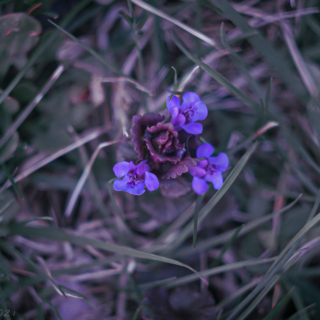 Ground Ivy