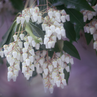 Japanese Pieris