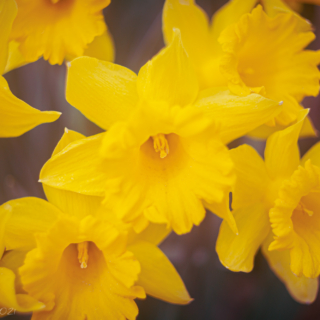 Daffodils