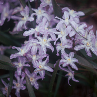 Glory-of-the-Snow, Scilla Luciliae