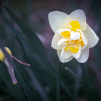White and Yellow Narcissus