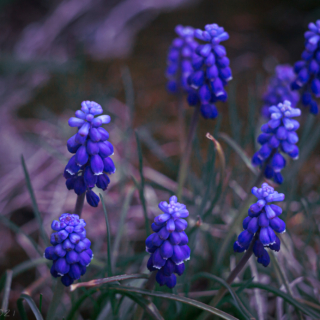 Grape Hyacinth