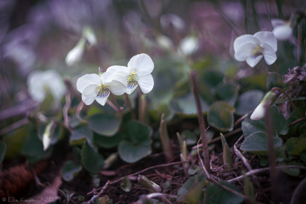 White Woodland Viola