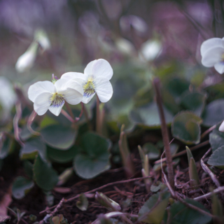 White Woodland Viola