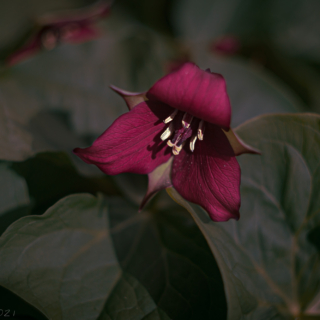 Trillium