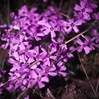 Moss Phlox