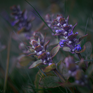 Ajuga reptans