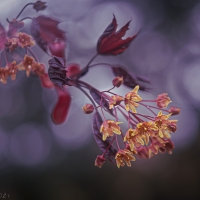 Red Maple flowers