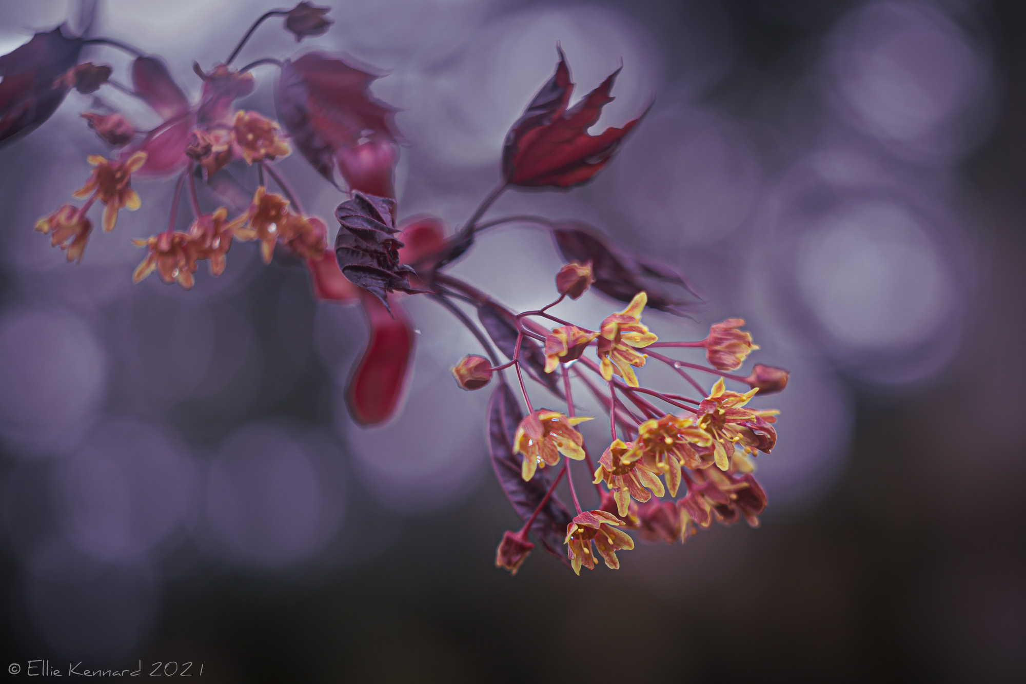 Red Maple flowers
