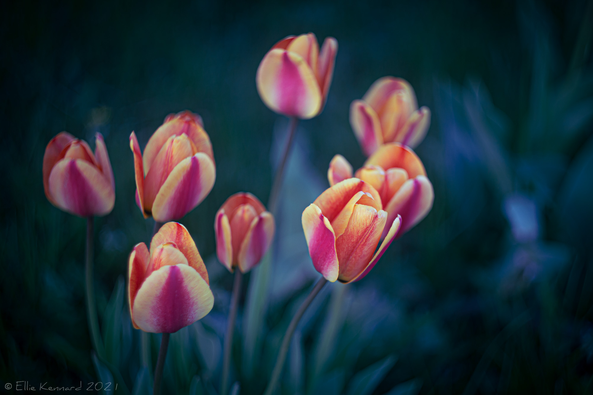 Yellow, orange tulips