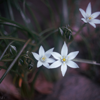 Garden Star-of-Bethlehem