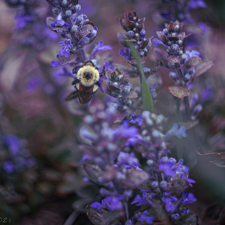 Bumblebee on Bugle