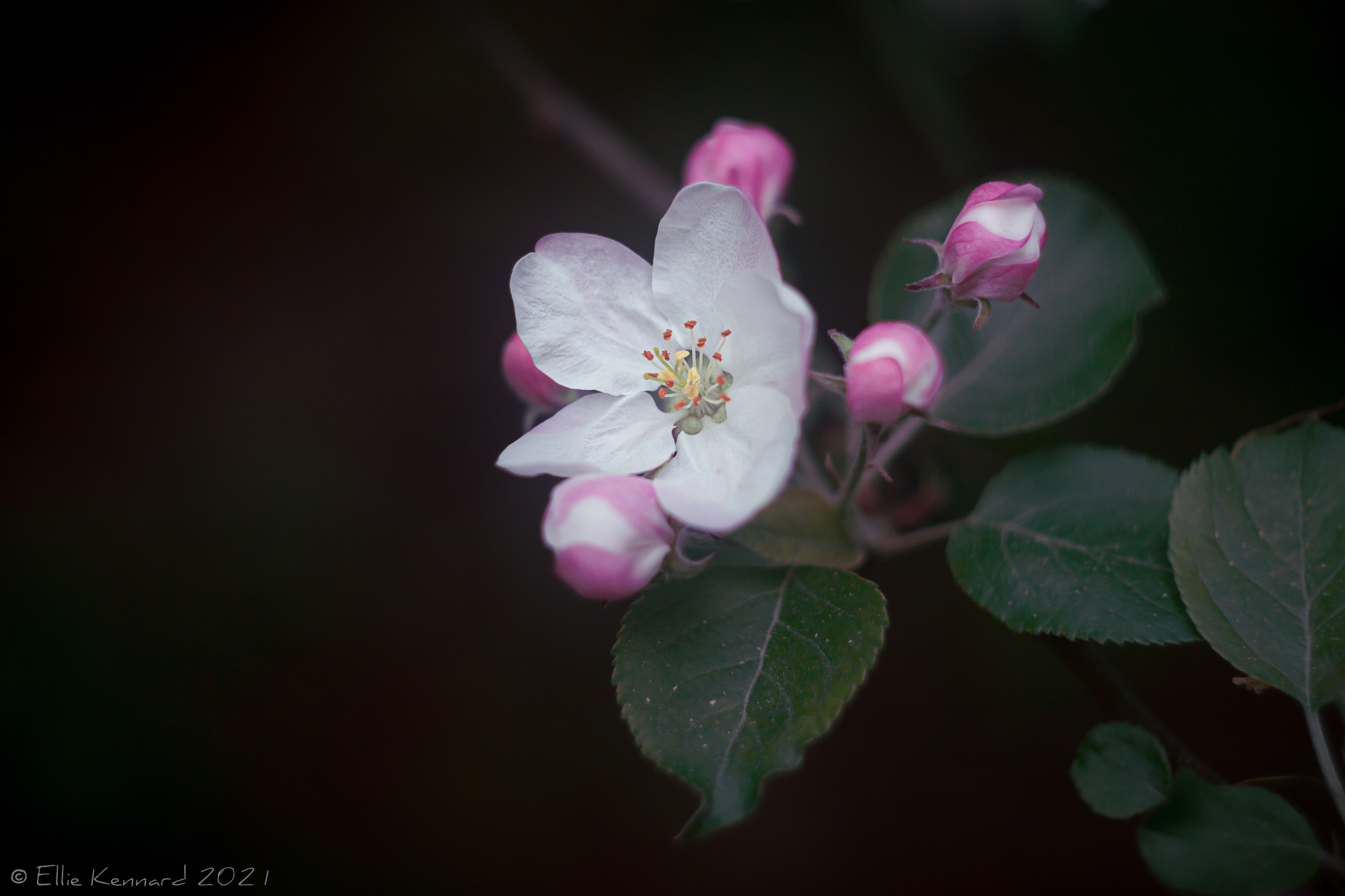 Pink Apple Blossom