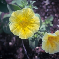Yellow Petunias
