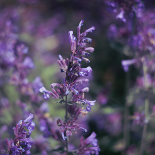 Catmint