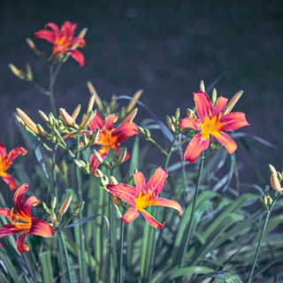 First Day Lilies