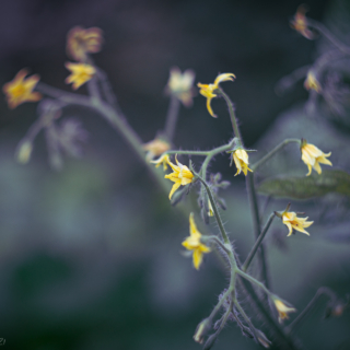 Tomato Flowers