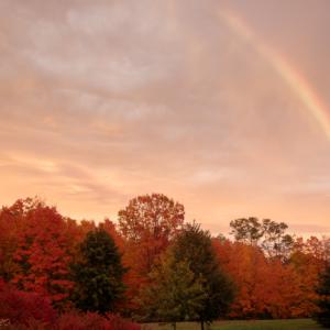 Rainbow over the trees - Ellie Kennard 2020 Rainbow over the trees