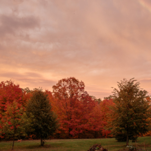Rainbow in autumn - Ellie Kennard 2020