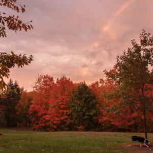 Dogs chasing the end of the rainbow - Ellie Kennard 2020