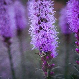 Prairie blazingstar, Liatris pycnostachya