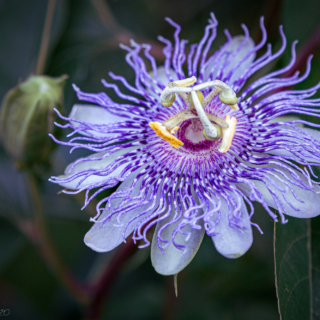 Passiflora