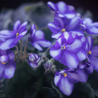 Striped African Violet