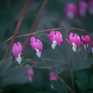 Bleeding Hearts