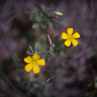 Creeping Wood Sorrel