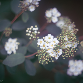 Spirea