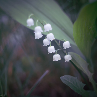 Lily of the Valley