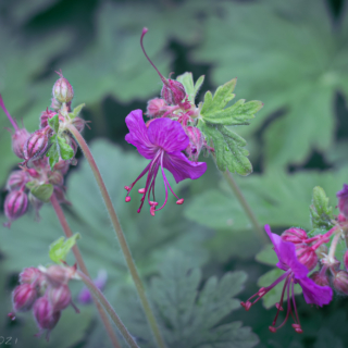 Geranium macrorrhizum, Rock Crane's-Bill