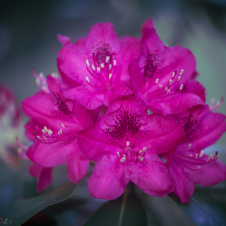 Rhodendron