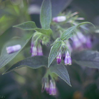 Comfrey