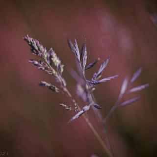 Barn Grass