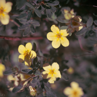 Potentilla