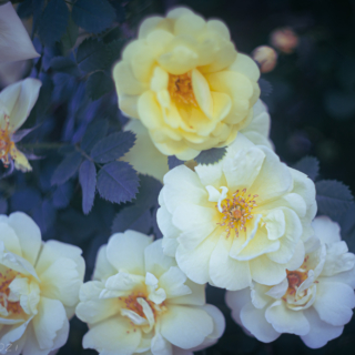 Yellow roses