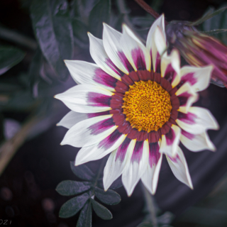 Gazania Rigens, Treasure Flower