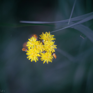 Pilosella - Fox and Cubs