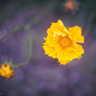 Calendula